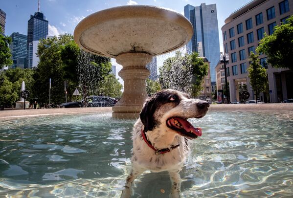 Собака купается в фонтане в центре Франкфурта, Германия. - Sputnik Молдова