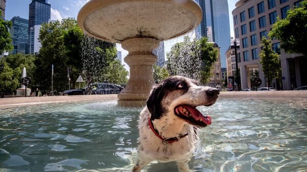 Собака купается в фонтане в центре Франкфурта, Германия - Sputnik Молдова