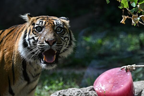 Суматранский тигр в Римском зоопарке получил в 40-градусную жару лакомство в виде замороженного мяса. - Sputnik Молдова