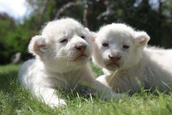 Два белых львенка в сафари-парке &quot;Тайган&quot; в Крыму. - Sputnik Молдова