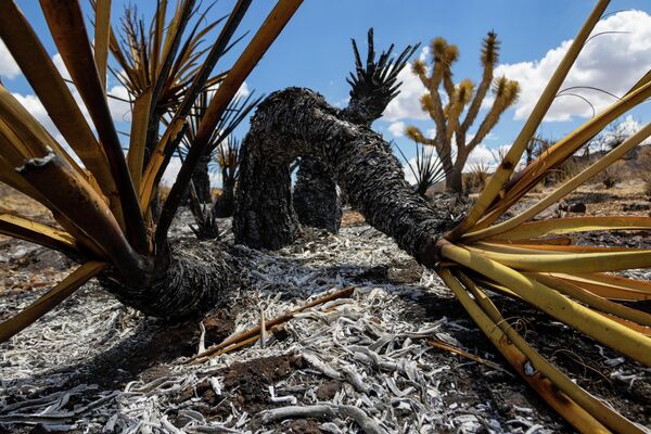 Сгоревшие деревья Джошуа в национальном заповеднике Мохаве, Калифорния. - Sputnik Молдова