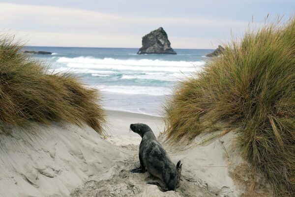 Морской лев пробирается на пляж Сэндфлай на полуострове Отаго, Новая Зеландия. - Sputnik Молдова