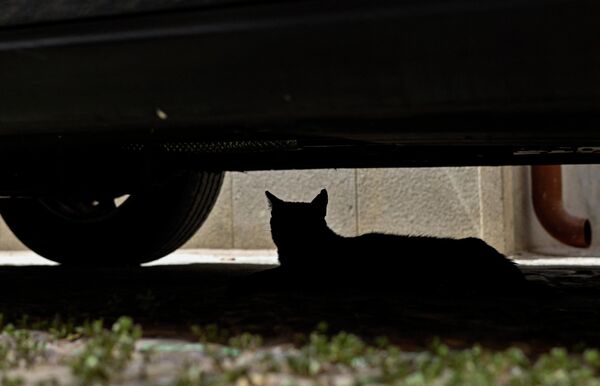Кошка лежит под машиной в поисках укрытия от солнца, Толедо. - Sputnik Молдова