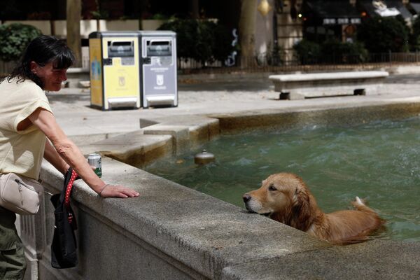 Собака охлаждается в фонтане в разгар жары в Мадриде, Испания. - Sputnik Молдова
