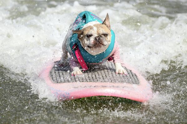 Французский бульдог Чери, победивший в категории средних собак, участвует в чемпионате мира по серфингу среди собак в Пасифике, штат Калифорния. - Sputnik Молдова