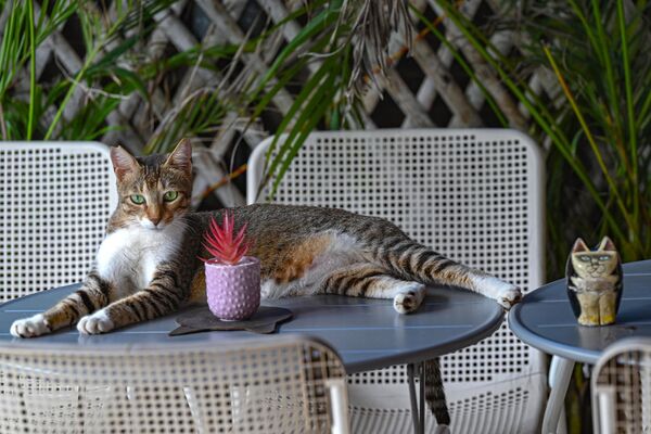 Кошка отдыхает на столе в кафе Kit Cat в Международный день кошек в Мумбаи. - Sputnik Молдова