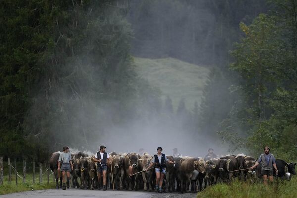 Баварские пастухи гонят свой скот с летних пастбищ в горах недалеко от Оберстдорфа, Германия. - Sputnik Молдова