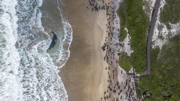 Вид с воздуха на кашалота, выброшенного на мель живым и сильно ослабленным на пляже Морро-дас-Педрас на юге города Флорианополис, Бразилия. - Sputnik Молдова