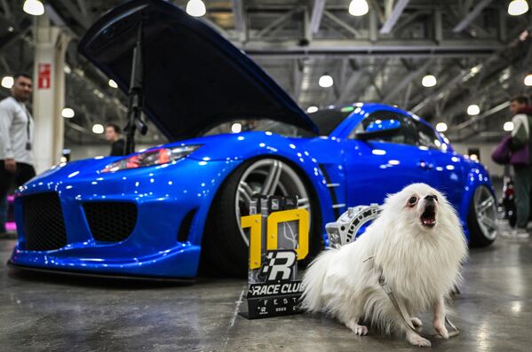 Собака у тюнингованного автомобиля на ежегодной выставке по тюнингу Auto Tuning Show 2023 в Москве - Sputnik Молдова