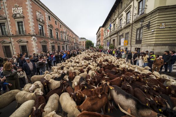 Отара овец проходит по центру Мадрида, Испания, в воскресенье, 22 октября 2023 года. Пастухи водят овец по улицам Мадрида, защищая древние права на выпас скота. - Sputnik Молдова