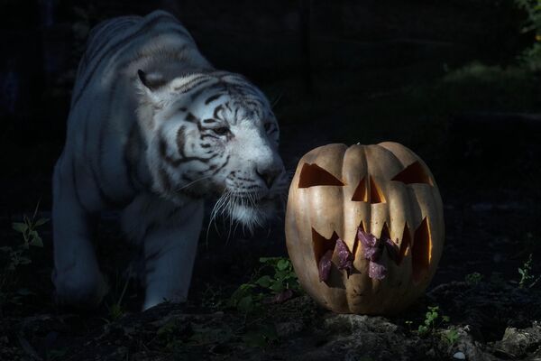 Белый бенгальский тигр приближается к тыкве, фаршированной мясом, в Римском зоопарке в четверг, 26 октября 2023 года. - Sputnik Молдова