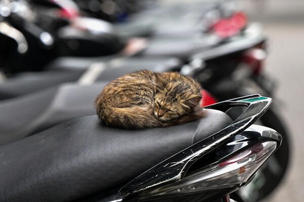 Бездомный кот дремлет на скутере в столице Мальдив Мале 14 ноября 2023 года. - Sputnik Молдова