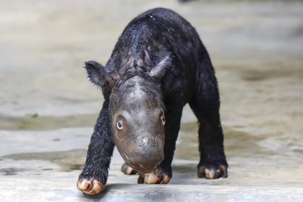 Новорожденный детеныш суматранского носорога, вид, которого осталось не более 50 особей в мире, прогуливается в заповеднике национального парка Уэй Камбас, Индонезия - Sputnik Молдова