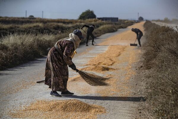 Сирийские фермеры сметают урожай кукурузы - Sputnik Молдова