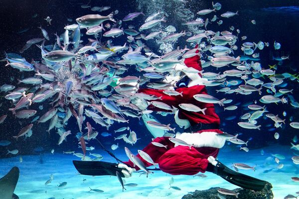 Дайвер, одетый в костюм Санта-Клауса, кормит рыб в аквариуме Саншайн во время подготовки к предстоящему рождественскому мероприятию в Токио, 14 декабря 2023 года. - Sputnik Молдова