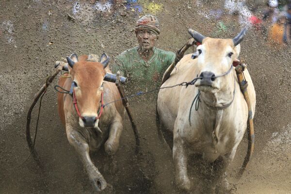 Участник соревнований по бегу на быках под названием Паку Джави в Танах Датаре, Западная Суматра, Индонезия - Sputnik Молдова