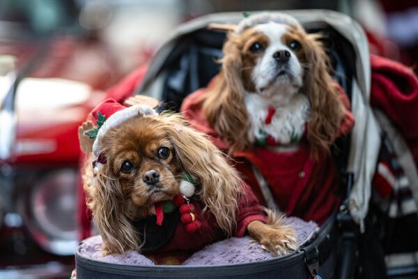 Собаки на костюмированном фестивале в Токио - Sputnik Молдова