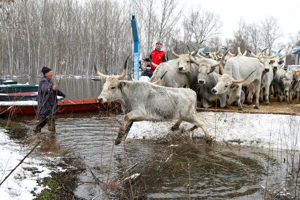 Фермеры перевозят коров с затопленного острова на реке Дунай, Крчединска Ада, к северо-западу от Белграда. - Sputnik Молдова