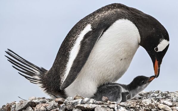 Пингвин кормит своего детеныша, пролив Жерлаш, архипелаг Палмера - Sputnik Молдова