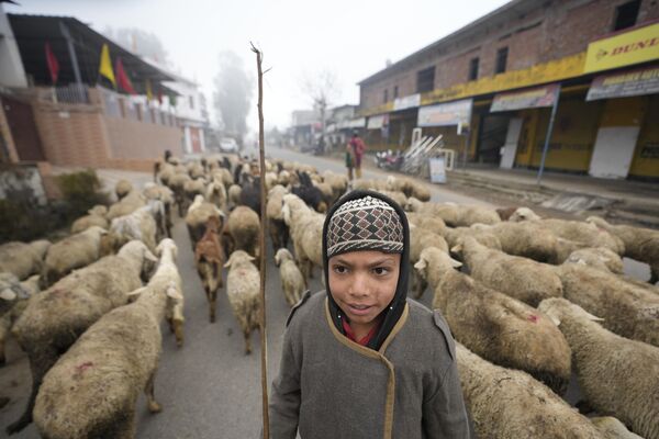 Индийский мальчик-кочевник выводит своих овец на пастбище туманным утром в Джамму, Индия - Sputnik Молдова