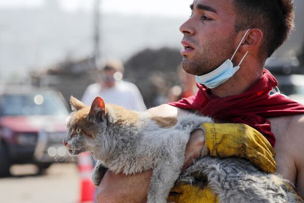 Спасенный из лесных пожаров кот на вилле Индепенденсия, Вика-дель-Мар, Чили. - Sputnik Молдова