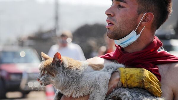 Кота спасают после лесных пожаров на вилле Индепенденсия, Вика-дель-Мар, Чили - Sputnik Молдова
