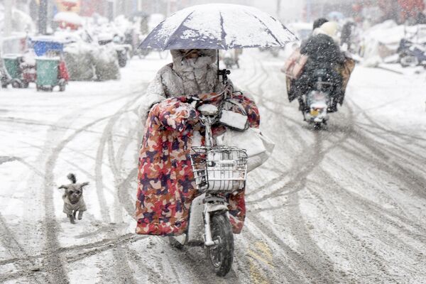Женщина едет на скутере, а собака преследует ее во время сильного снегопада в Хуайане, провинция Цзянсу, Восточный Китай. - Sputnik Молдова
