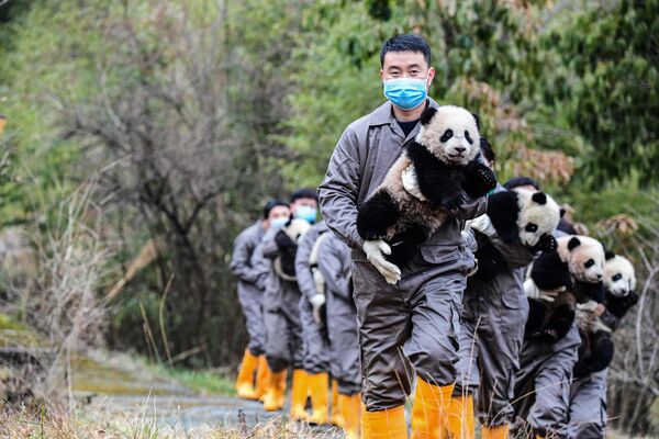 Хранители панд, держащие детенышей панды на базе разведения Шэньшупин Национального природного заповедника Волун в Вэньчуане, в юго-западной китайской провинции Сычуань, в преддверии Лунного Нового года. - Sputnik Молдова