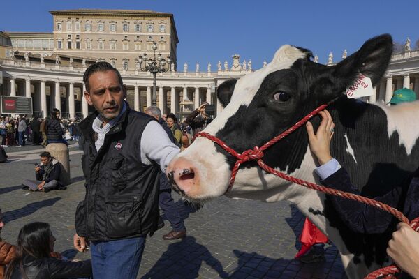 Итальянские фермеры приводят корову на площадь Святого Петра в Ватикане перед молитвой Папы Франциска - Sputnik Молдова
