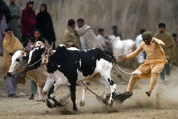 Фермер участвует в традиционных гонках быков в Сваби, Пакистан - Sputnik Молдова