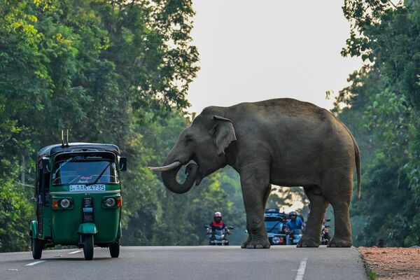 Рикша проезжает мимо дикого слона, Шри-Ланка - Sputnik Молдова