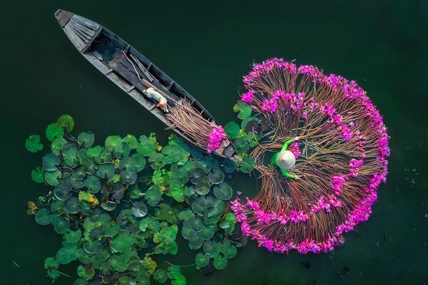 Lily flowers.Burma. Top View, single. - Sputnik Moldova