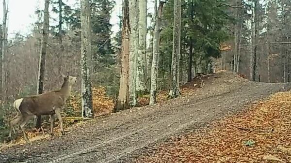 În aceste zile liniștite de primăvară, camerele cu senozori din Parcul Natural Bucegi au surprins două momente încântătoare, cu protagoniste delicate, un 𝐜𝐢𝐨𝐩𝐨𝐫 𝐝𝐞 𝐜𝐢𝐮𝐭𝐞 (𝑐𝑒𝑟𝑏𝑜𝑎𝑖𝑐𝑒) surprinse în două locații diferite - Sputnik Moldova