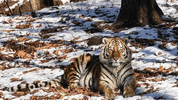 Obiectivul de salvare a tigrului Amur în Rusia a fost atins, iar amenințarea extincției a fost eliminată, a declarat Konstantin Ciuicenko, ministrul justiției și șeful Consiliului de supraveghere al Centrului Tigrului Amur - Sputnik Moldova
