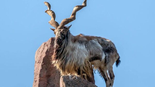 Un rus a plătit 100 000 de dolari pentru a vâna legal în Uzbekistan o specie de ibex (marhur) aflată pe lista roșie - Sputnik Moldova