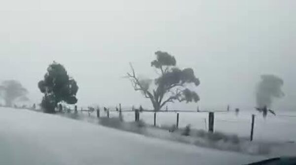 Да, это кенгуру в снегу - Sputnik Молдова