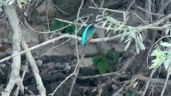 “Regele pescărușilor“, surprins în Parcul Natural Lunca Mureșului din România - Sputnik Moldova