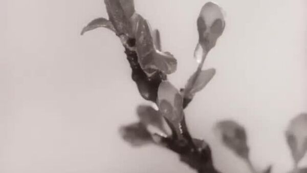 VIDEO 1967: Maria Drăgan, Foaie verde bob năut - Sputnik Moldova