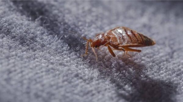 Мы все помним бессмертную фразу: «Что вы на меня смотрите, как солдат на вошь?» - Sputnik Молдова