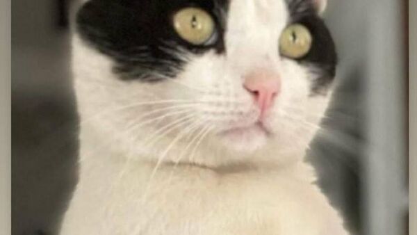 В предвыборной борьбе в Молдове в ход пошли коты - Sputnik Молдова