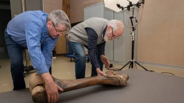 Scheletul unui mamut, descoperit în Iamalia, Federația Rusă, a fost restaurat în regiunea Leningrad, a anunțat guvernatorul regiunii, Aleksandr Drozdenko - Sputnik Moldova