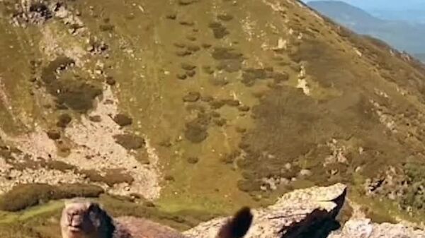 O marmotă simpatică, în Parcul Național Munții Rodnei - Sputnik Moldova