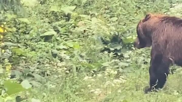 Imagini spectaculoase și foarte rare cu lupta pentru supremație între doi urși în inima unei păduri administrate de Ocolul Silvic Broșteni din cadrul Direcției Silvice Suceava - Sputnik Moldova