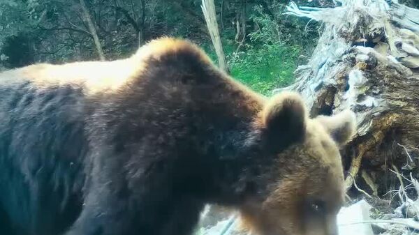Un urs tânăr, curios și foarte neîncrezător, a dat nas în nas cu… o cameră de monitorizare a faunei, montată în Parcul National Defileul Jiului - Defileul Jiului National Park - Sputnik Moldova