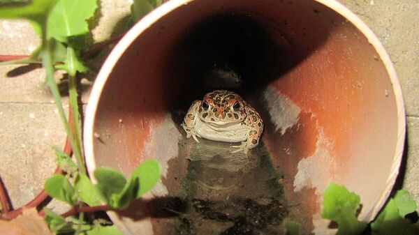 Премьер Словакии Роберт Фицо: - Sputnik Молдова