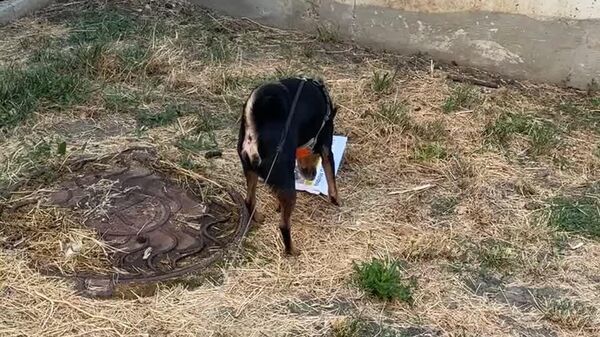 Кодруц оставил пост и тут такое - Sputnik Молдова