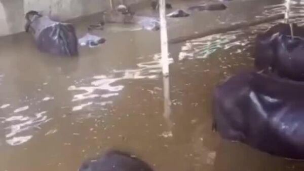 Более 900 человек погибли и свыше 4 миллионов пострадали в результате сильнейших наводнений в Пакистане - Sputnik Молдова