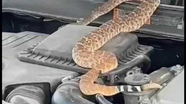 Рептилия оказалась в Молдове допником к машине из США - Sputnik Молдова