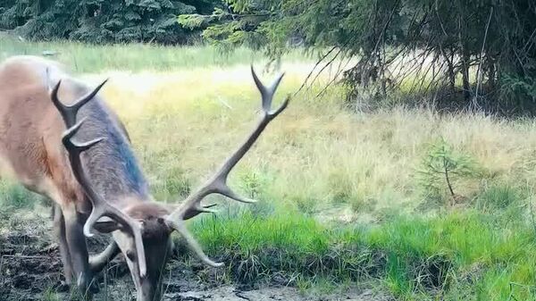 Редкие кадры оленя, принимающего грязевую ванну, из природного парка Апузени в Румынии - Sputnik Молдова