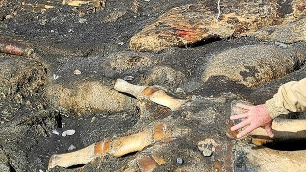 Aceste rămășițe zac lângă Capul Ceaika de pe Kunașir de două luni - Sputnik Moldova